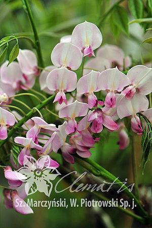 Глициния обильноцветущая Хонбени